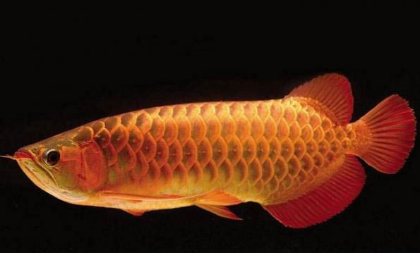 紅龍魚可以和什么魚一起養