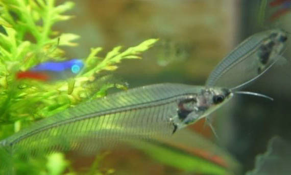 玻璃貓魚可以和燈科魚混養嗎