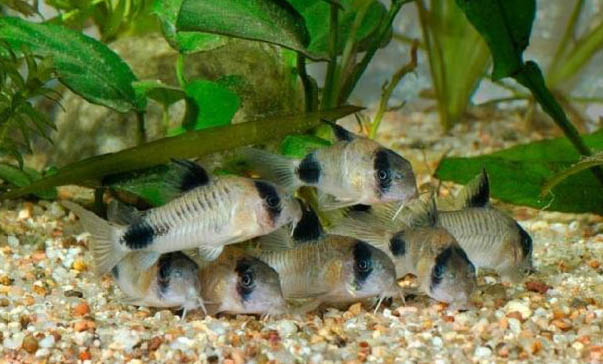 河里釣魚需要打窩嗎
