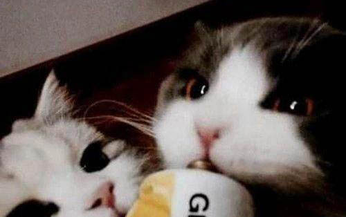 貓的指甲剪到哪里