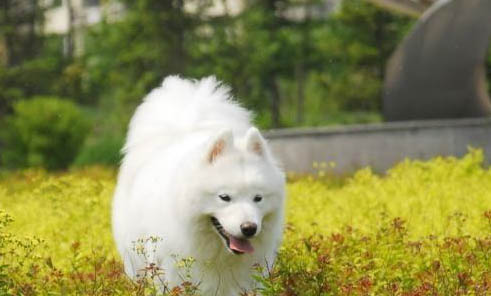 狗狗肺炎吃藥多久才能好