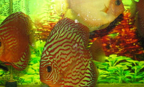 七彩神仙魚內寄能自愈嗎