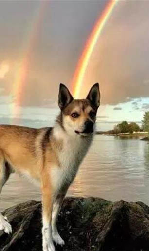 犬瘟性肺炎多久能完全治愈？