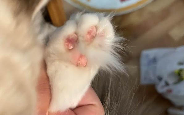 貓急性腸胃炎吃什么藥