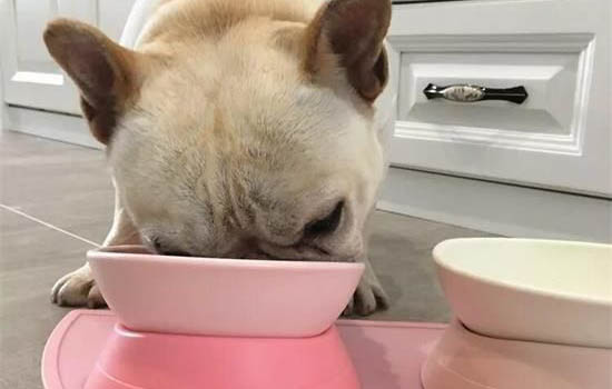 狗狗的皮膚病有哪幾種?