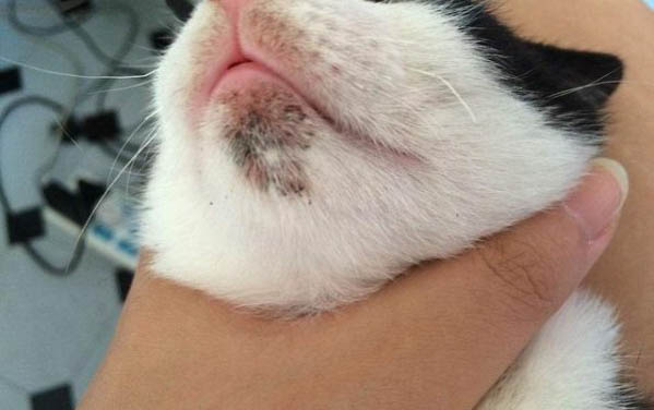 為什么貓咪打噴嚏有鼻屎呢