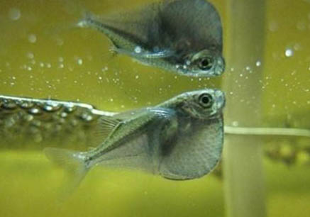 米奇魚生小魚前兆