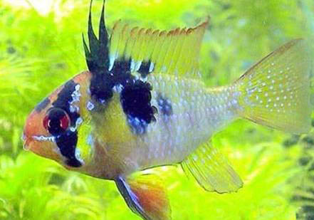 寶藍(lán)鳳凰魚好養(yǎng)嗎