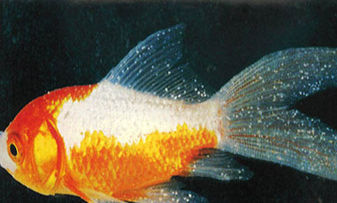 寶蓮燈魚吃水草嗎
