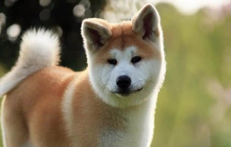 秋田犬怎樣看品相?