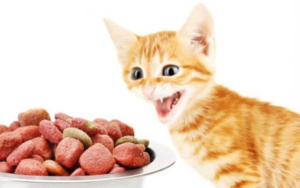 哪些方法能讓貓咪多喝水