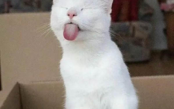 貓咪配種后嘔吐