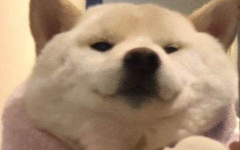 狗狗安眠藥在哪里買