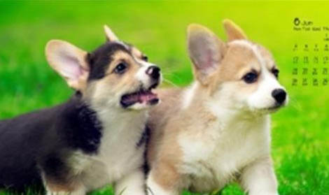 柯基和柴犬哪個貴