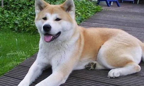 柴犬和秋田犬哪個貴