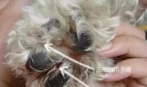 買狗狗去哪里買比較好