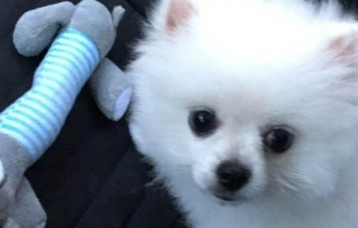 狗狗消炎藥針劑有哪些