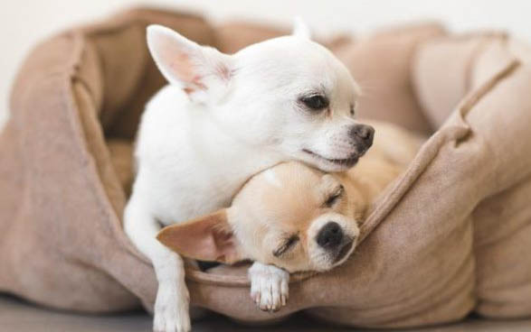 狗能不能吃貓條