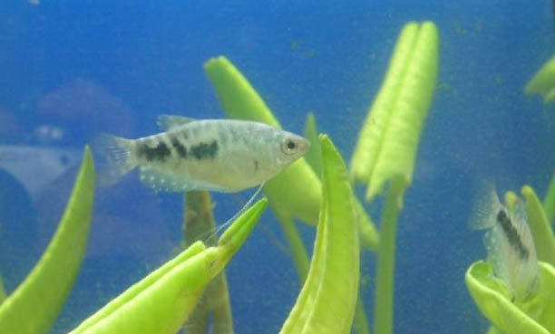 晴天釣魚釣深水還是淺水