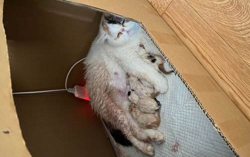 貓咪聞到臭腳后為什么會張開嘴