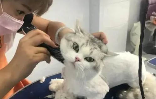 貓流口水磨牙是什么原因