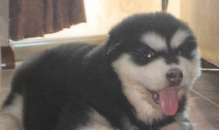 阿拉斯加是否屬于禁養犬?