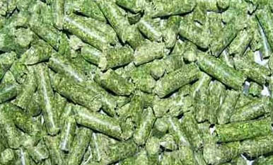 怎樣把龍貓養胖?