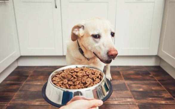 狗狗多久擠一次肛門腺
