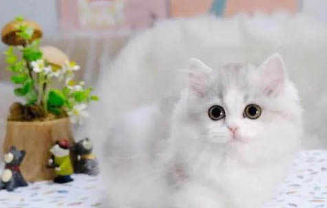 一個人怎么給小貓洗爪子?