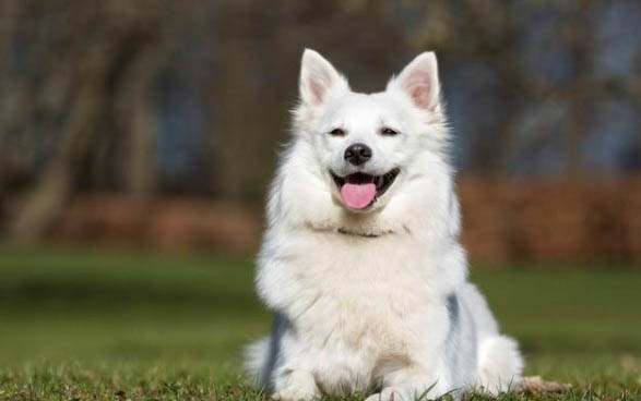 小薩摩耶犬價格