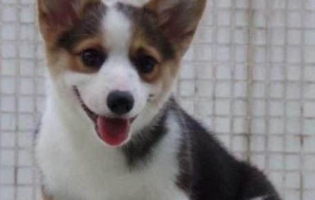 狗狗得了犬瘟頻繁嘔吐