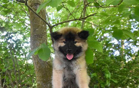 棉花面紗犬哪里有賣