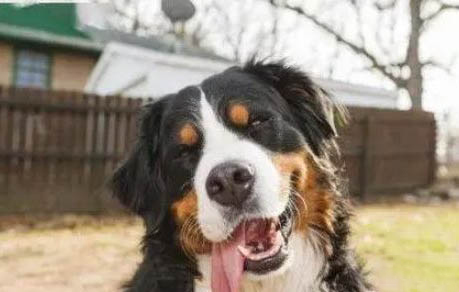 圣伯納犬一個月怎么喂養