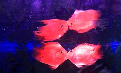 接吻魚(yú)的飼養(yǎng)環(huán)境
