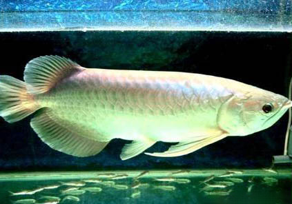 銀龍魚和什么魚混養好?