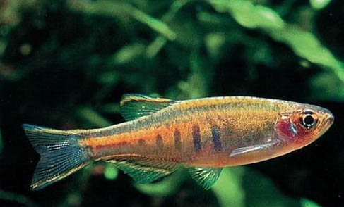 食人魚需要加熱嗎