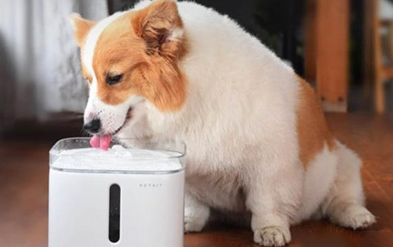 狗狗吃多了肉上吐下瀉怎么辦