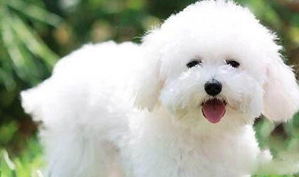 狗狗犬瘟初期癥狀