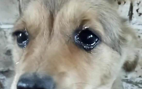 狗狗眼睛紅色的血絲是怎么回事?