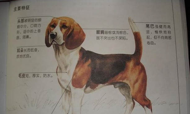 比格犬飼養注意事項