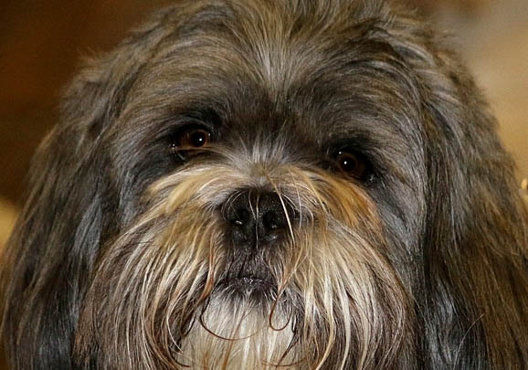 拉薩犬口吐白沫的原因及處理方法