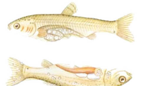 治療魚掉鱗的方法