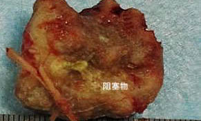 狗狗四腳朝天扭動的原因及處理方法