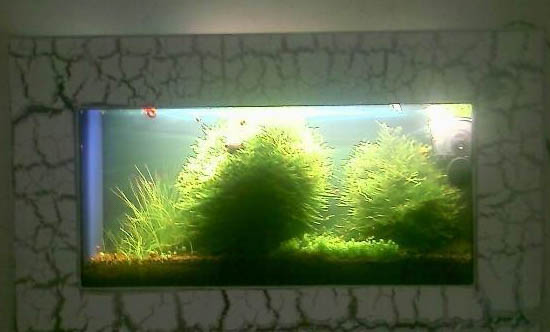 魚缸里可以養(yǎng)什么植物