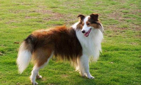 喜樂蒂牧羊犬身體發抖的原因及處理方法