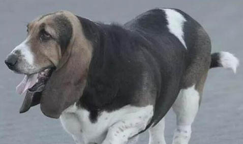 狗狗能吃大蔥嗎?