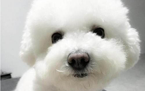 狗吃多了肚子脹很大怎么治療