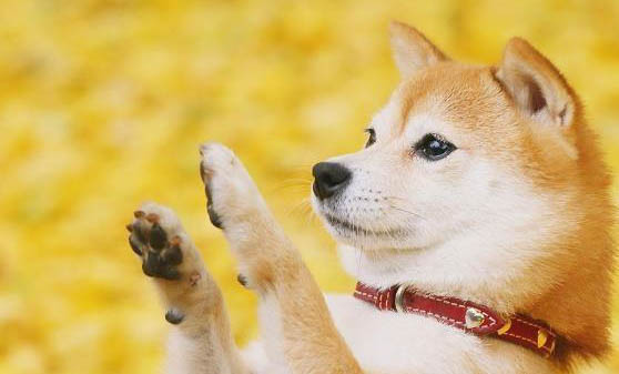 日本柴犬多少歲不能打疫苗了