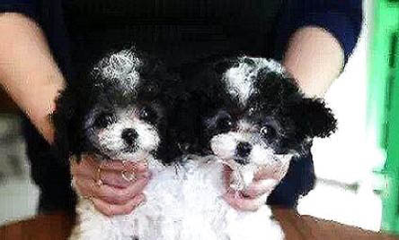 怎么訓練貴賓犬