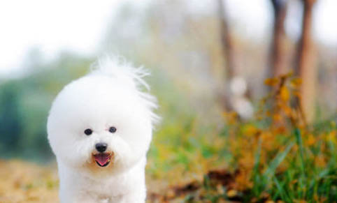 比熊幼犬多久可以洗澡